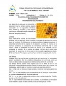 ORGANIZACIÓN DE LAS ABEJAS