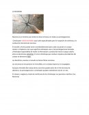 LA NEURONA