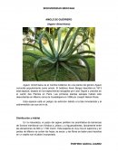 AMOLE DE GUERRERO (Agave vilmoriniana)