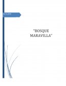BOSQUE MARAVILLA