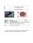 Bioquímica. El aparatо de Golgi y la Mitocondria