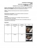 Práctica: Reacciones de pardeamiento enzimático