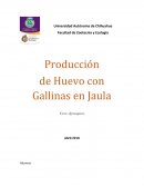 Produccion de huevo con Gallinas en Jaula