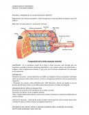 RESUMEN : FISIOLOGIA DE LA CELULA MUSCULAR “MIOCITO”