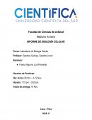 EXtracción,PCR y Electroforesis