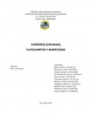 PORÍFEROS (ESPONJAS) PLATELMINTOS Y NEMÁTODOS
