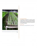 Proyecto Cultivos Hidroponicos
