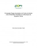 Principales Plagas Asociadas a el Cultivo de Sacha Inchi (Plukenetia Volubilies) en el Municipio de Alpujarra Tolima