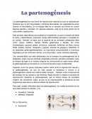 La Partenogénesis