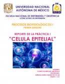 REPORTE DE LA PRÁCTICA I ”CELULA EPITELIAL”
