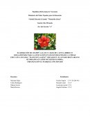 ELABORACIÓN DE CHAMPÚ CALANI´S A BASE DE CAYENA