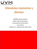 Glándulas mamarias y dientes