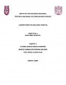 LABORATORIO DE BIOLOGÍA VEGETAL PRÁCTICA 4 ANATOMÍA VEGETAL