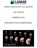 RESUMEN ETAPA EMBRIONARIA