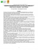 OBSERVACION MICROSCOPICA DE CÉLULAS ANIMALES Y VEGETALES, HONGOS Y BACTERIAS