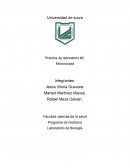 Practica de laboratorio #2: Microscopia