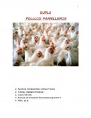Criadero de pollos. DUPLA POLLLOS PARRILLEROS
