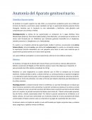 Anatomía del Aparato genitourinario