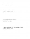 Informe realizacion panela