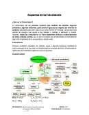 Esquema de la Fotosíntesis ¿Qué es la Fotosíntesis?