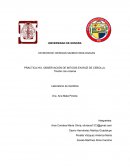 PRACTICA Nº2. OBSERVACIÓN DE MITOSIS EN RAÍZ DE CEBOLLA