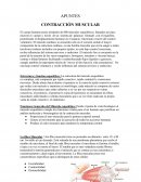 Contraccion muscular