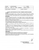 MODELO TOMOGRAFIA MIEMBROS INFERIORES