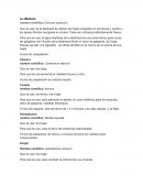 Plantas medicinales . La albahaca