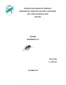 BIOLOGÍA INFORME EXPERIMENTO N° 2 Insectos