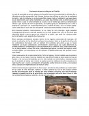 Crecimiento de perros callejeros en Petatlán