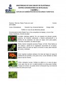 Etnobotanica
