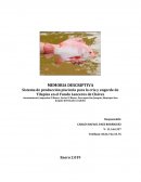 Sistema de producción piscícola para la cría y engorde de Tilapias en el Fundo Lanceros de Chávez