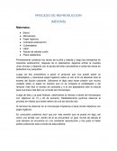 PROCESO DE REPRODUCCION (MEIOSIS)