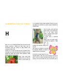 LA MARIPOSA SARA Y EL CONEJO