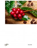 ANÁLISIS Caso Fleur de cafe