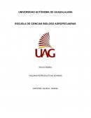 SALUD ANIMAL VACUNAS REPRODUCTIVAS BOVINOS