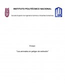 Ensayo: “Los animales en peligro de extinción”