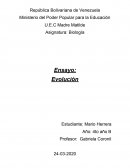Ensayo evolución humana