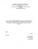 Cultivo de Papa por método Organopinico Calabozo/Guarico-Venezuela