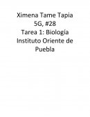 Historia del microscopio