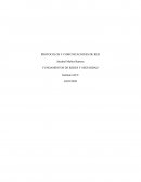 Desarrollo FUNDAMENTOS DE REDES Y SEGURIDAD