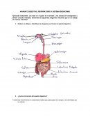 APARATO DIGESTIVO, RESPIRATORIO Y SISTEMA ENDOCRINO