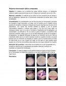 Microscopio óptico compuesto y Microscopio estereoscopio