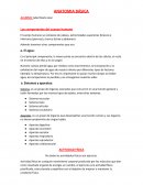 Anatomía Básica.Los componentes del cuerpo humano