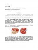 Anatomia de los riñones