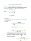 Transcripción- La síntesis de RNA utilizando una plantilla de ADN