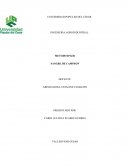 METODO IPLER SANGRE DE CAMPEON