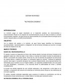 SISTEMA NERVIOSO “NUTRICIÓN CEREBRAL”