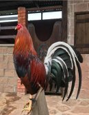 LA IMPORTANCIA DE LOS GALLOS DE PELEA