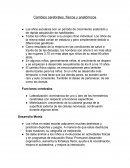 TDAH. Cambios cerebrales, físicos y anatómicos